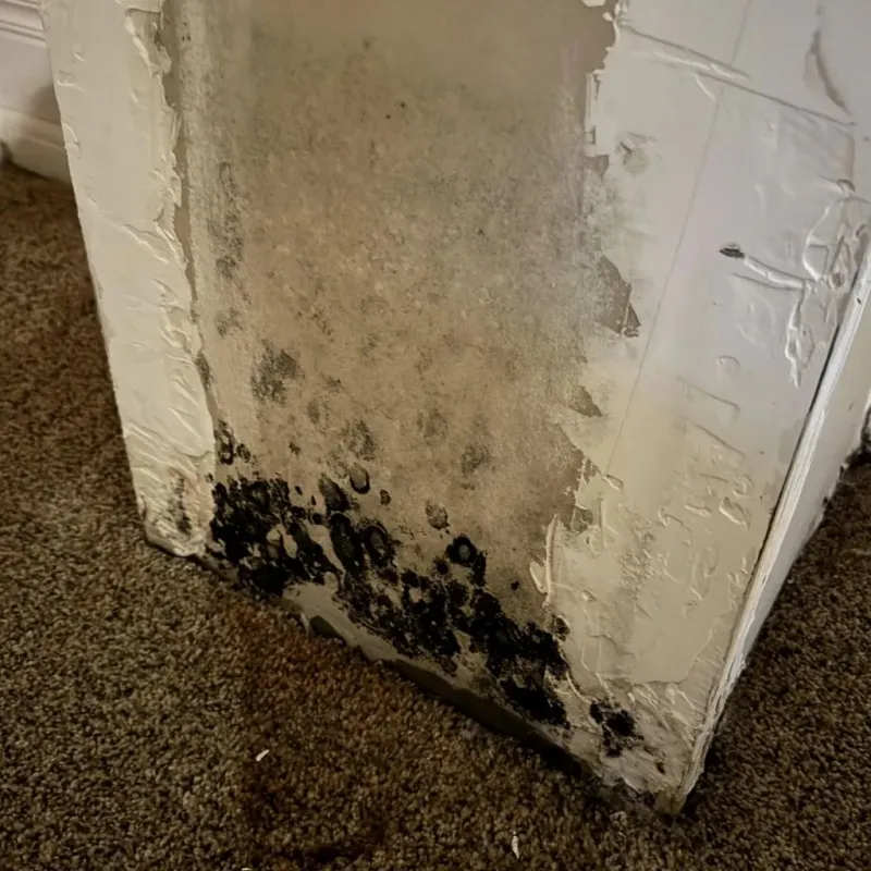 Professional Mold Removal in Johnston, RI